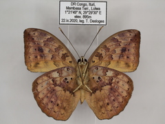 Bebearia zonara