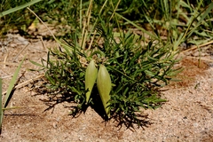 Vincetoxicum sibiricum