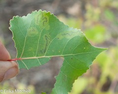 Stigmella salicis