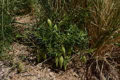 Vincetoxicum sibiricum