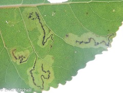 Stigmella salicis