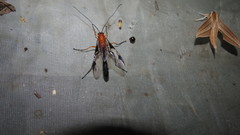 Thyreodon atriventris