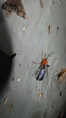 Thyreodon atriventris