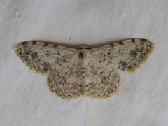Scopula submutata
