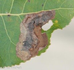 Paraleucoptera albella