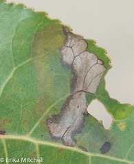 Paraleucoptera albella