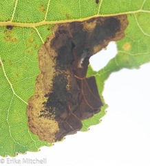 Paraleucoptera albella