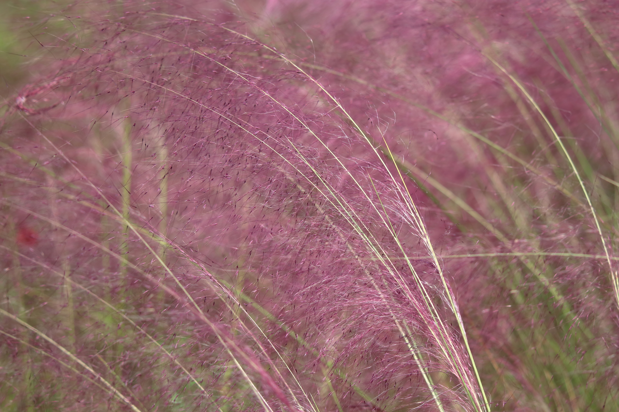 30 Pink Muhly Grass Seeds Perennial Muhlenbergia Capillaris -  Portugal