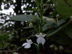 Habenaria plantaginea