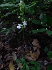 Habenaria plantaginea