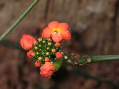 Psiguria warscewiczii