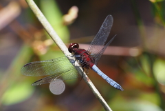 Erythrodiplax melanorubra