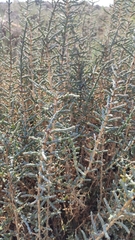 Arthrocaulon macrostachyum