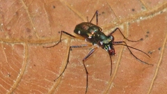 Odontocheila iodopleura