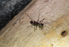 Ctenostoma maculicorne