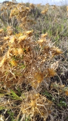 Carlina graeca