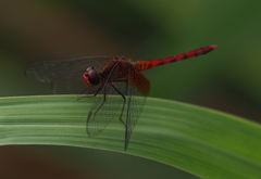 Erythrodiplax ochracea