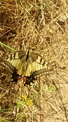 Papilio machaon