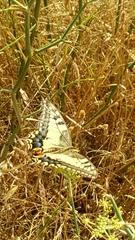 Papilio machaon