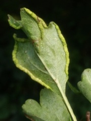 Phyllocoptes goniothorax