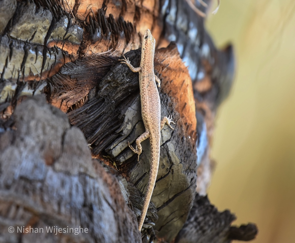 Russet Snake-Eyed Skink