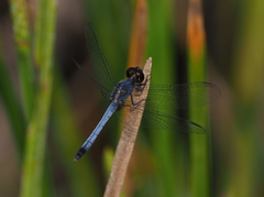 Erythrodiplax paraguayensis