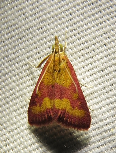 Southern Purple Mint Moth photo 6