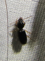 Clivina