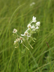 Habenaria linearifolia