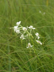 Habenaria linearifolia