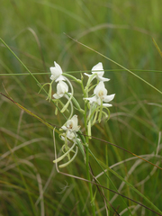Habenaria linearifolia