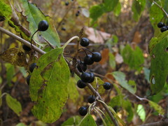 Rhamnus davurica