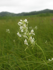 Habenaria linearifolia