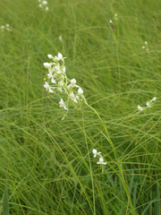 Habenaria linearifolia