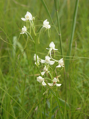 Habenaria linearifolia