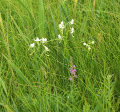 Habenaria linearifolia