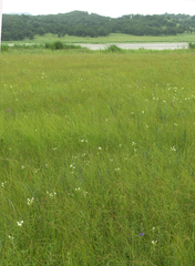 Habenaria linearifolia