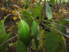 Rhamnus davurica