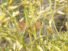 Triumfetta welwitschii