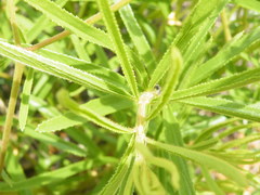 Triumfetta welwitschii