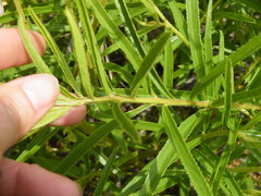 Triumfetta welwitschii