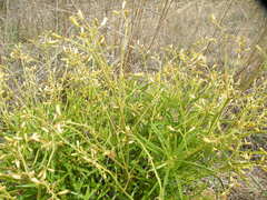 Triumfetta welwitschii