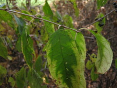 Rhamnus davurica
