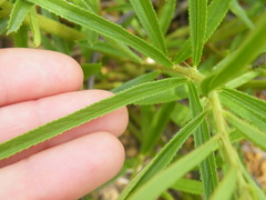 Triumfetta welwitschii