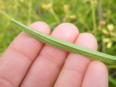 Triumfetta welwitschii