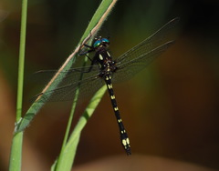 Gomphomacromia paradoxa