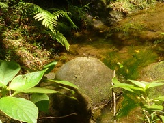 Nesogonia blackburni
