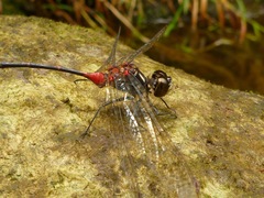 Nesogonia blackburni