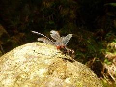 Nesogonia blackburni