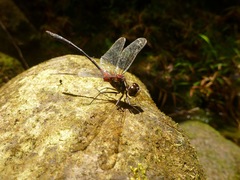 Nesogonia blackburni
